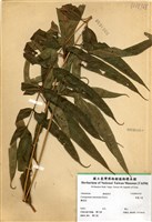 藏品(華鳳了蕨)的圖片
